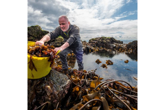 Man working with seaweed at a seashore.